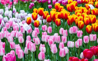 Keukenhof … “เราจะเจอกันอีกครั้ง”